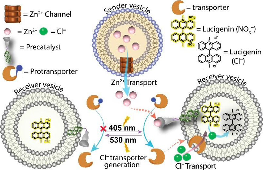 dm_iitg's tweet photo. Congratulations to @mrinalchem  on his publication in ACS Applied Biomaterials🎉 His work focuses on photoregulated molecular communication between vesicles using synthetic ion transporters and a photoresponsive precatalyst, enabling controlled inter-vesicular signal transduction https://t.co/hWEeezB8LV