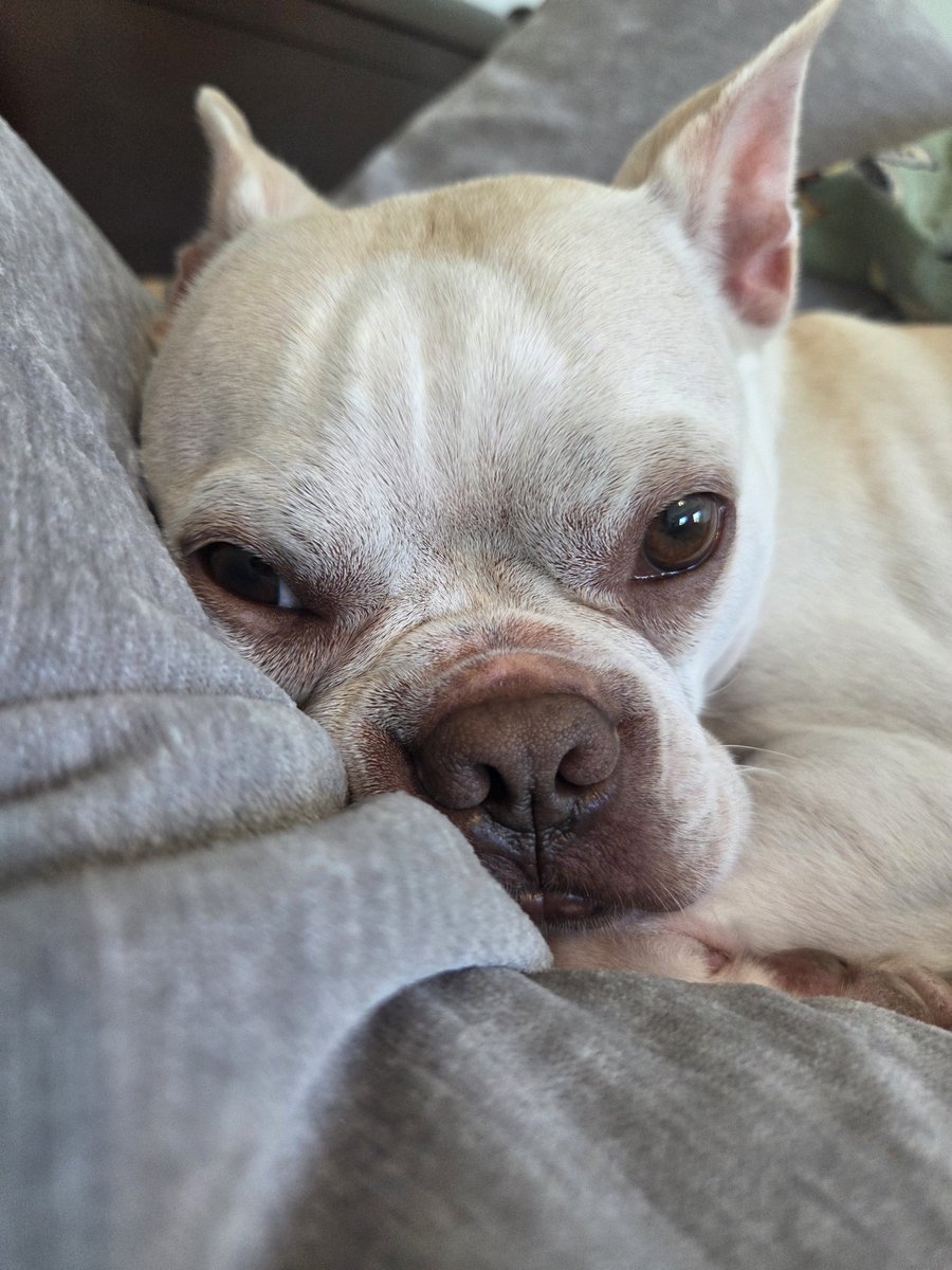 SamRobertsWX's tweet photo. The face of someone who kept me up all night because even though he knows how to get under the blankets, he prefers I lift them for him. So, he scratches my arms until I wake up and lift the blankets. 😈 https://t.co/YjJKetLlXq