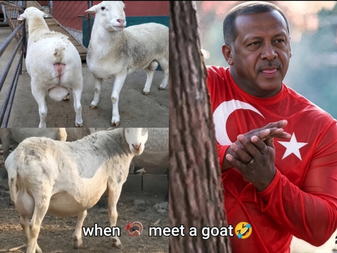 Yang69302258's tweet photo. @topr3kk Ben bir Türk’ün babasıyım. Oğlumdan çok nefret ediyorum çünkü bütün kadınları Yunanlılara verdi, o da sadece keçilere tecavüz edebiliyor. Bu korkakça davranış Allah tarafından kabul edilmez. Umarım Allah onları affeder. Amin. https://t.co/PafQNYAomK