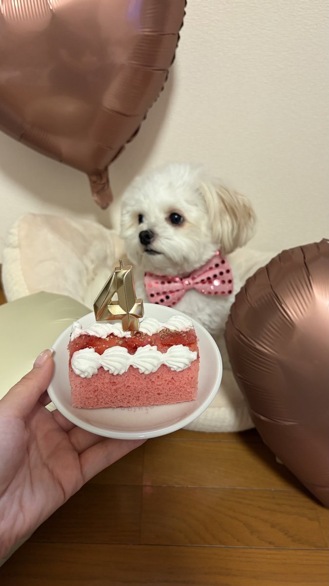 nito_wan's tweet photo. 生まれてきてくれてありがとう❤️
全力で幸せにしますっ‼︎

こっちにも載せちゃう（誕生日10/11) https://t.co/QIp6eJX3cc