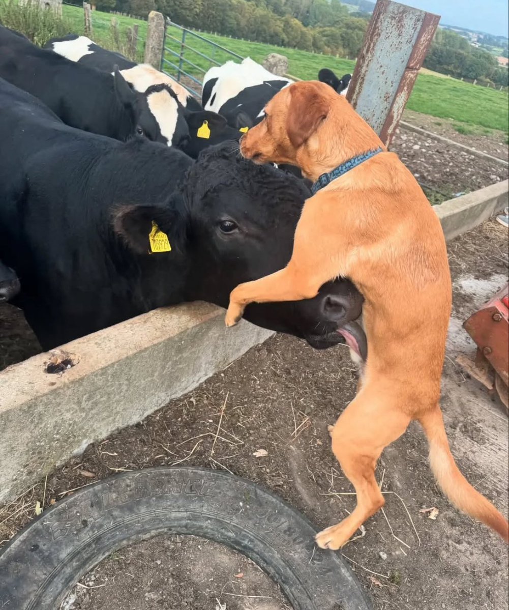 theyhatekapil's tweet photo. As usual BJ 🐃♋️🐕 https://t.co/09QpqLGdR4