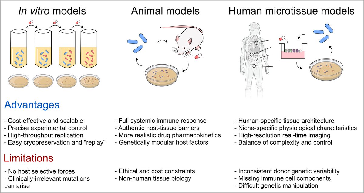 MicrobioSoc's tweet photo. Read the perspective article ‘Simulating the host niche: balancing complexity and control in the experimental evolution of antibiotic resistance and pathoadaptation’. Published in Microbiology as part of the Emerging Investigators collection: https://t.co/05XypyCio1 #MicrobioJ https://t.co/1aDjaawEup