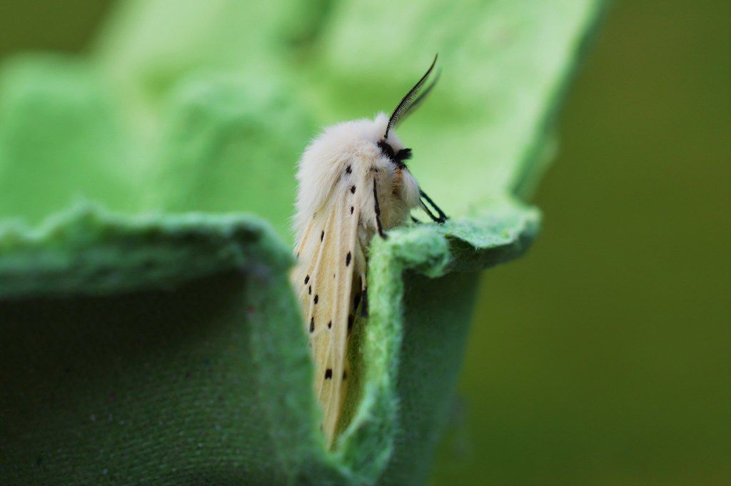 BioDataCentre's tweet photo. 🚨 Update🚨 

Our Citizen Science Portal will continue to be offline today and over the long weekend while we carry out essential security updates following the security alert affecting PHP, software used to run websites.

We thank you for your patience with this issue. https://t.co/WTzVmiUCz8