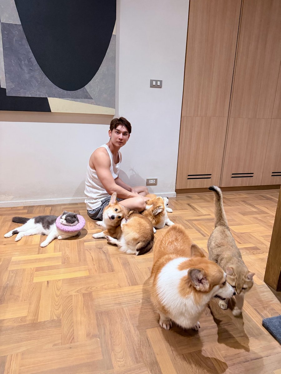 LPLOVE12's tweet photo. 😭😭บ้านใหม่มีสร้างห้องให้โคโม่ด้วย เดินทางกลับดาวแมวไปเป็นเทวดาน้อยบนนั้นน้า https://t.co/ZjoBgzORdG