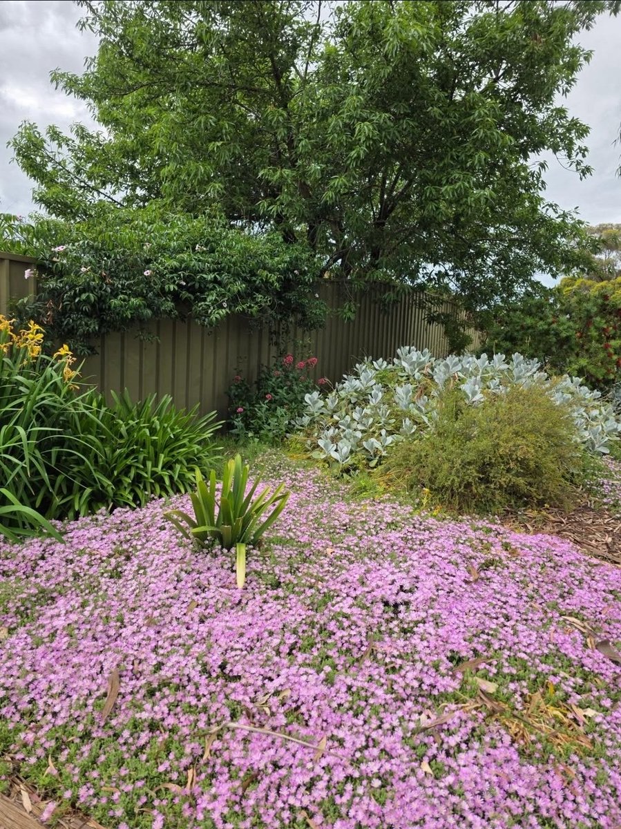 ElizabethjBrow's tweet photo. Good morning from Adelaide, Australia 🙋‍♀️☕🌸🥰💛
Woohoo… it’s Friday and I have the day off work 😁💗 Had a nice walk this morning 😀☀️😎 Then lunch out  and ordered from the seniors menu now I'm old enough 🤣🤣😜🤭 Hope you're having a great day, X  friends…  🥳💃🎶 😎🥂🍾🥳😘 https://t.co/3W9pdAqWny