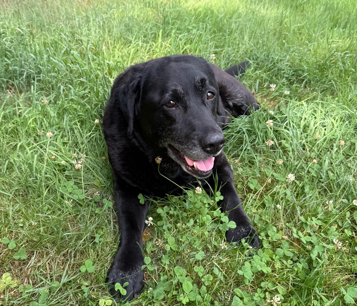 MarijkeANON's tweet photo. Fight for our Pets! 
We stopped all vaccinations after our black Labrador got cancer. Fenbendazole was the cure. She is still alive and happy. Thank God for free speech on X ❤️ https://t.co/N0JaWRcSk4