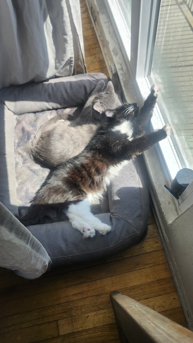 theandyappleton's tweet photo. I also have cats btw, seen here being rather cute! #MissMaisel #Boomer https://t.co/OxozGa1SU9