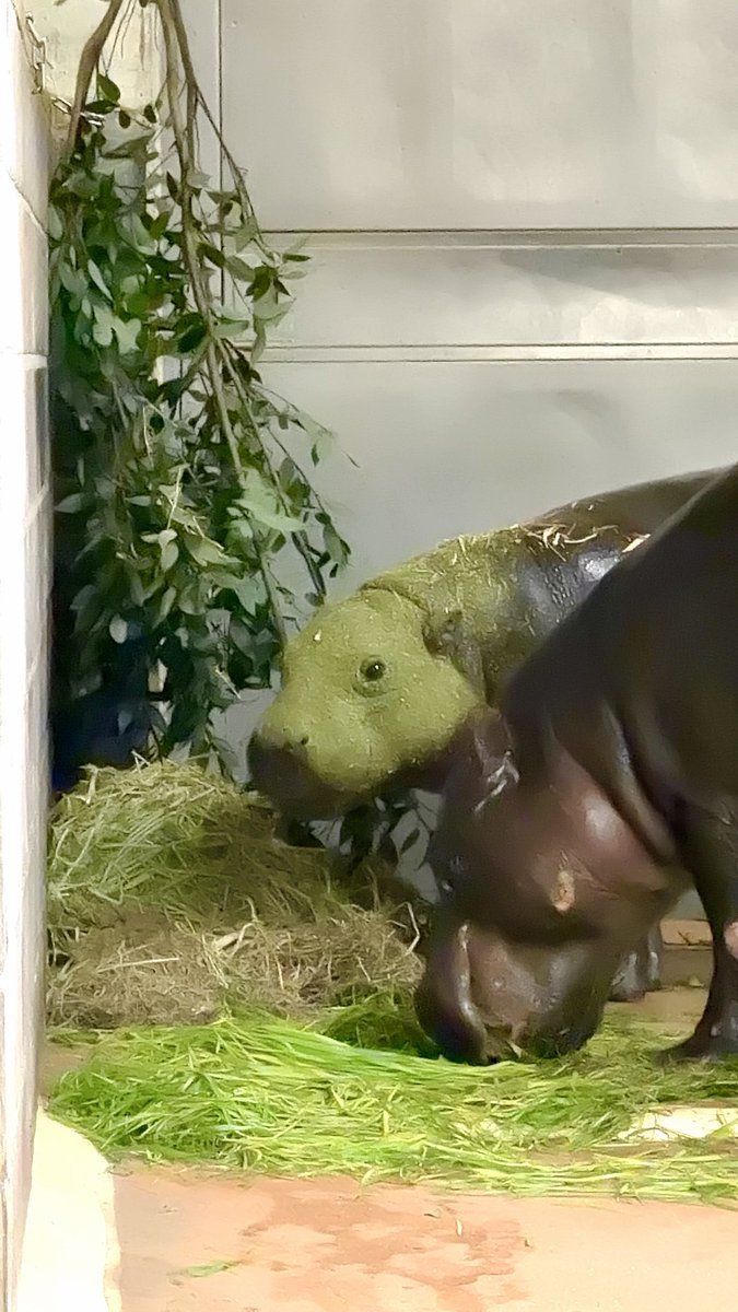 R19088156's tweet photo. 緑のマスクにイメチェンしたスケキヨかと思ったらコブシだった🦛👽

2026.10.23
#コブシ
#コビトカバ
#上野動物園
#犬神家の一族 https://t.co/kQWd2kJ5xc