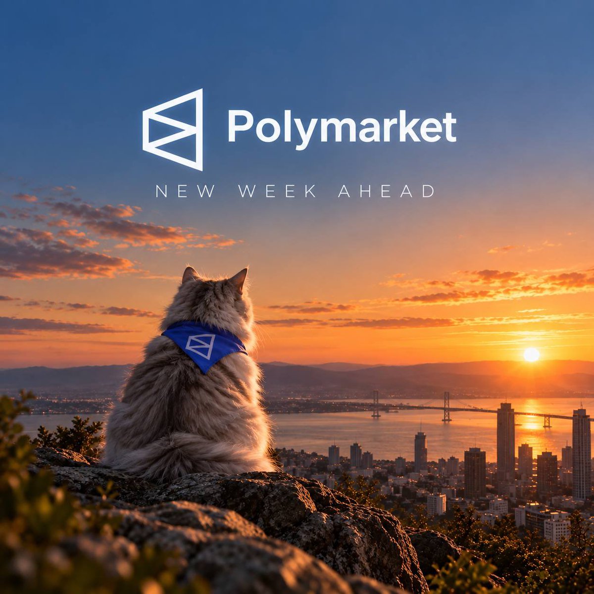 PolyCat_Solana tweet picture