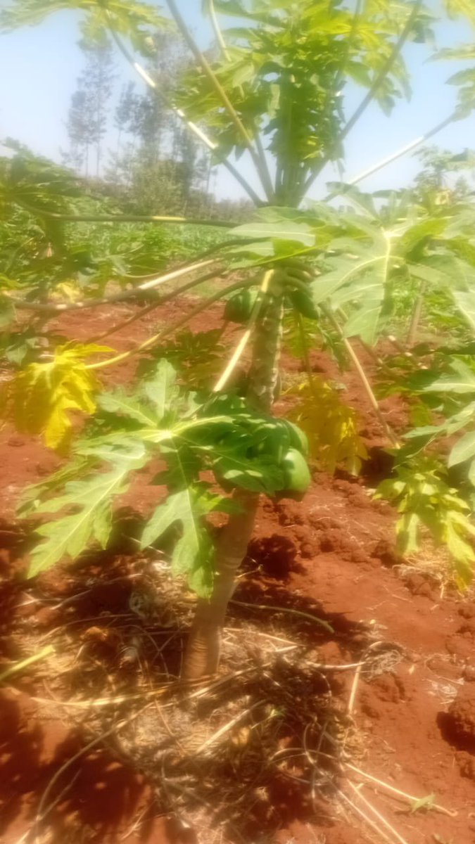 Naomikibandi's tweet photo. The rains have made my farm green again. December tutakula vizuri sana mvua ikikuja https://t.co/ke4dyYpjUo