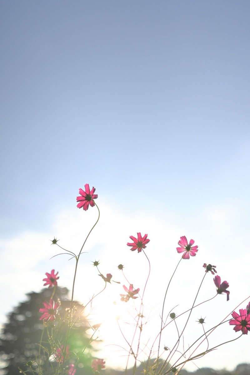 2SrED7O2gDI6oyZ's tweet photo. 〜曇り時々晴れ〜

#TLを花でいっぱいにしょう https://t.co/IF99hz86hB
