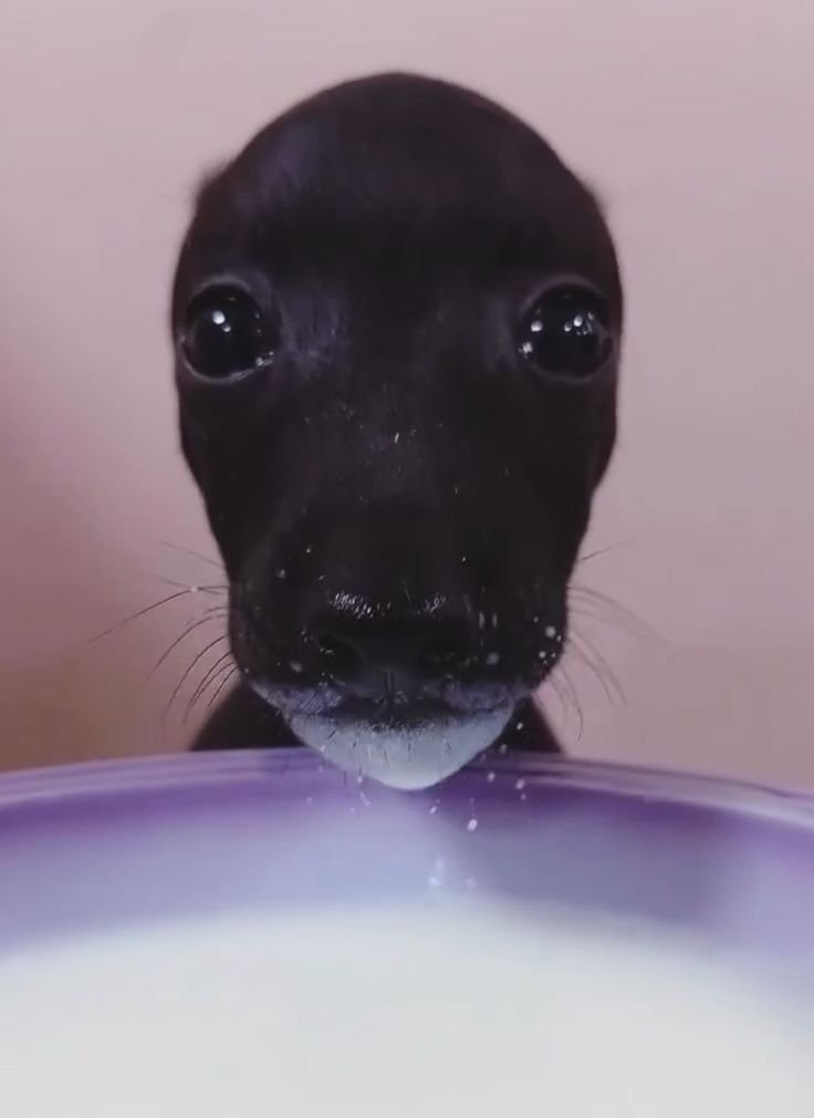 rybazolta's tweet photo. How spamton looks at your food after devouring his in under twenty seconds https://t.co/nsQyTFWwTJ