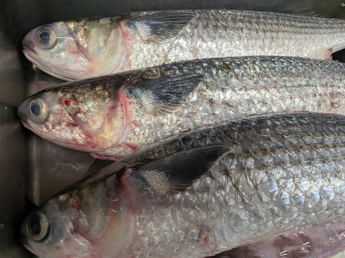 icchoyatte's tweet photo. 鰡鰡鰡  刺身に鰡
切るは今宵
臭み 、など無い https://t.co/GpG12RhGuA