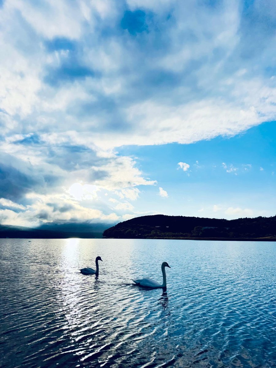 AnayeliRosals's tweet photo. The Swans are coming. https://t.co/jaM7lu1kak