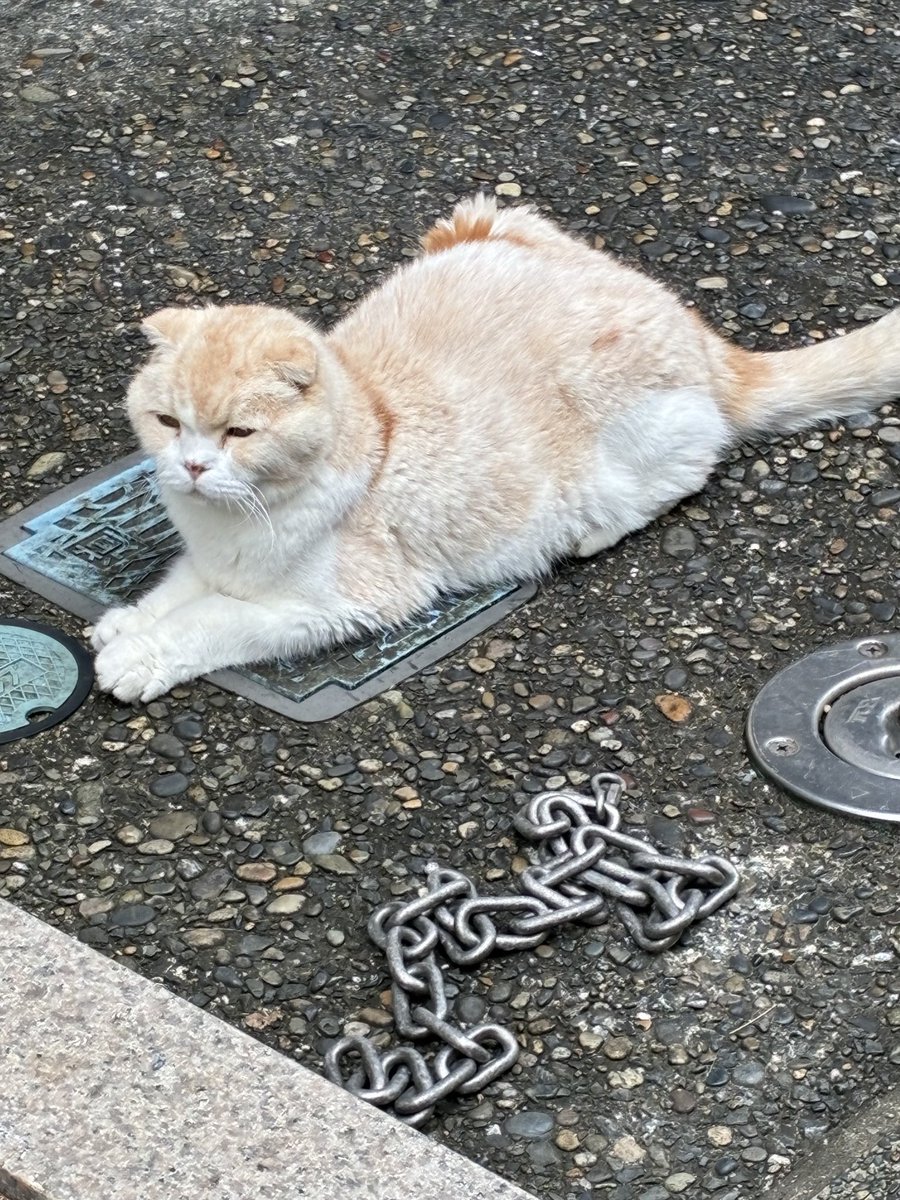 takuan43's tweet photo. あっという間に金曜日。一週間お疲れ様でした。今週は猫ちゃんに会えず寂しい通勤路。元気かなぁ。世の中は色々な問題で溢れかえり不安を煽ることばかりですが、たまにはそんな事も忘れて、美味しい酒、料理、気の合う仲間と楽しみましょ！
まーちゃん、元気でいてね〜！ https://t.co/p78Fh3HpUP