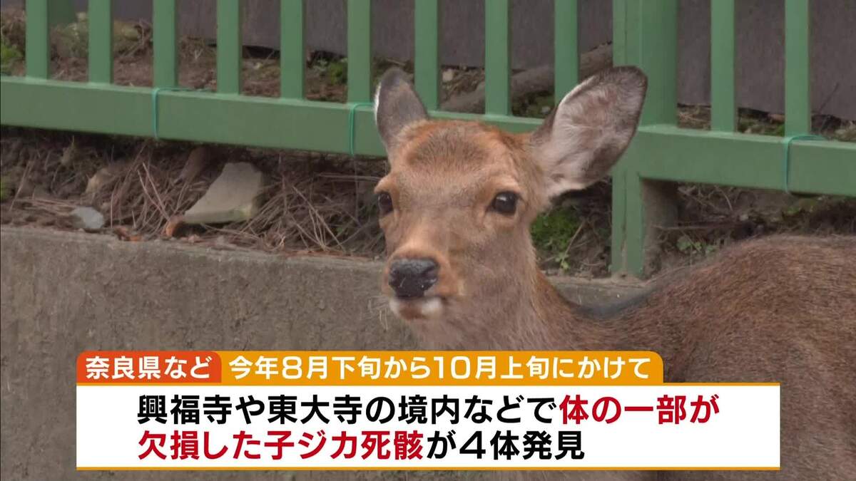 livedoornews's tweet photo. 【発見】体の一部が欠損…子ジカ4体の死骸、相次ぎ見つかる 奈良
https://t.co/EeuylcVEGp

興福寺や東大寺の境内などで、体の一部が欠損した状態で死亡した子ジカが発見された。専門機関の調査によると「野生動物による捕食の可能性は低い」といい、人による加害の可能性もあるとみている。 https://t.co/9eJAzft4KA