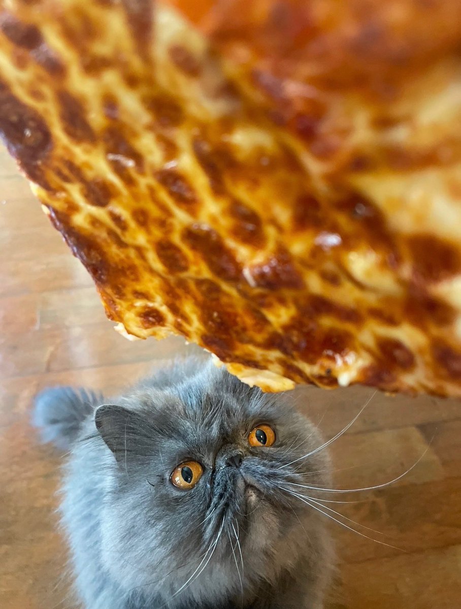 noticed's tweet photo. why are you always so hungry eloise https://t.co/uUNpBNob27