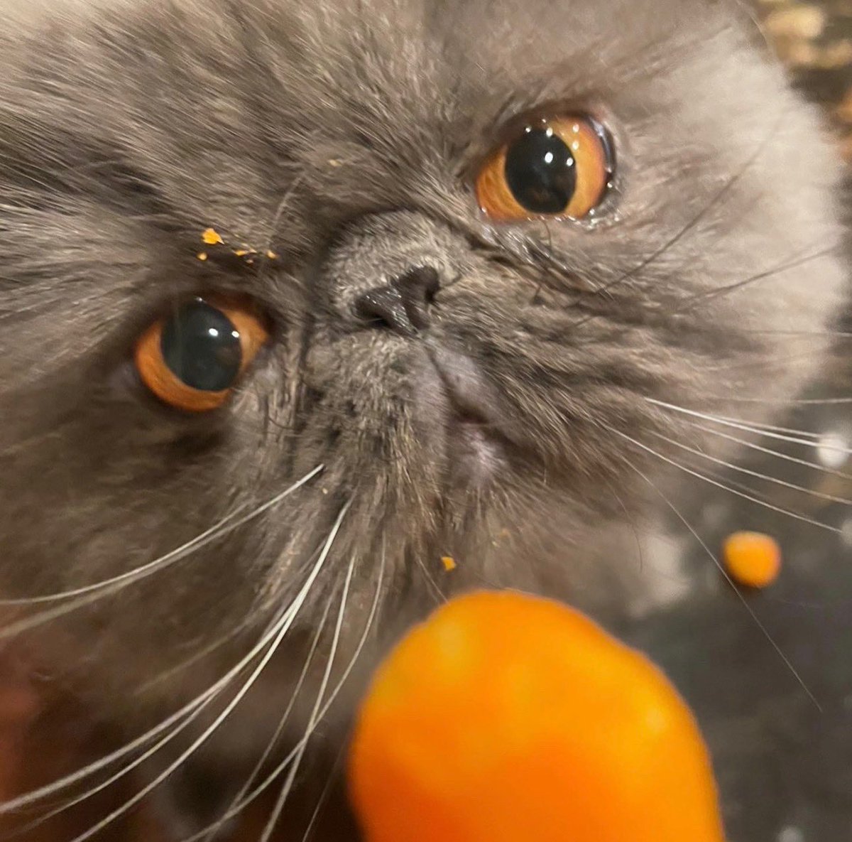 noticed's tweet photo. why are you always so hungry eloise https://t.co/uUNpBNob27