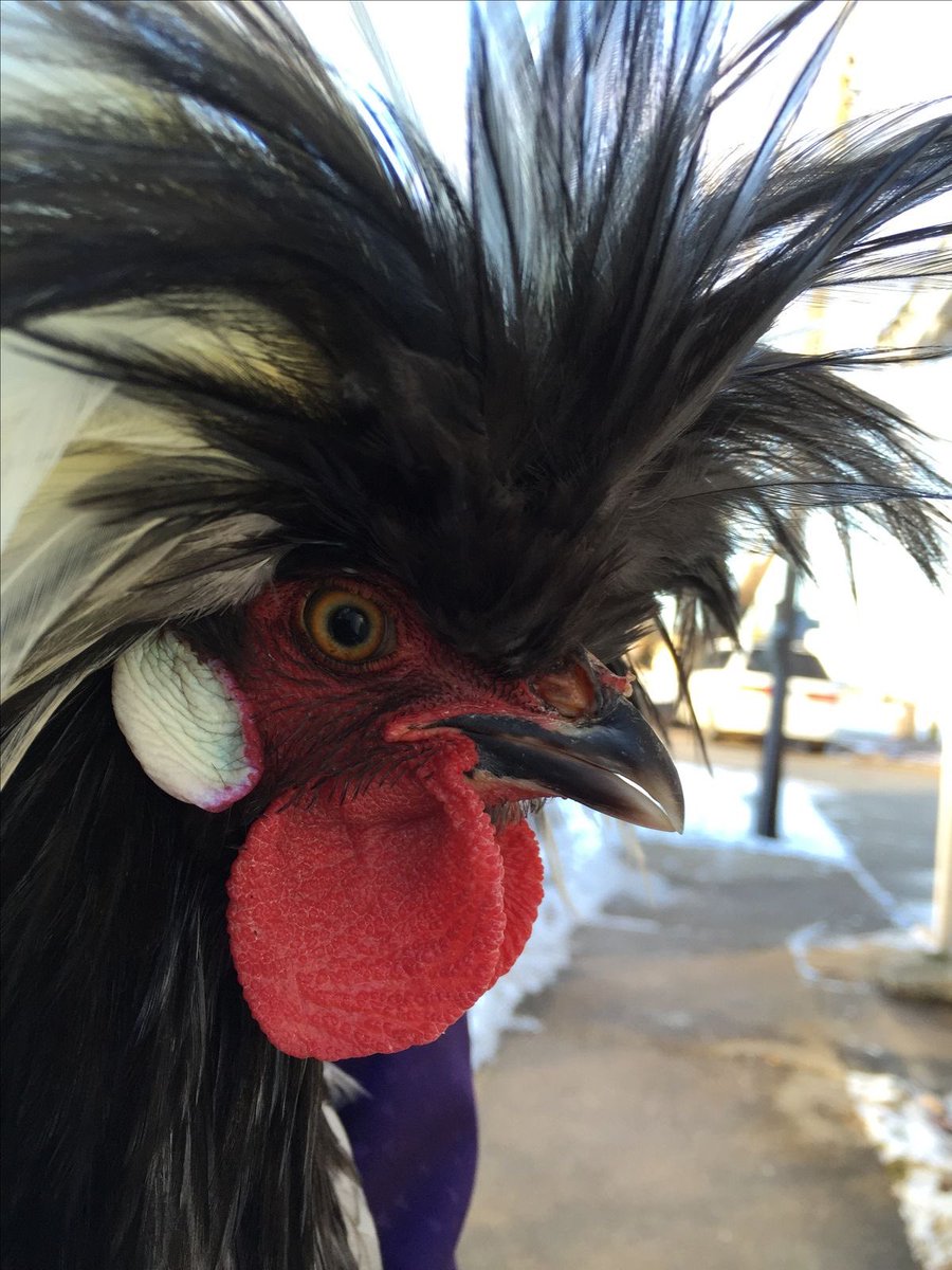 BLUEHEART_CH's tweet photo. ไก่ซิ่งตลอดไป https://t.co/pSDioX3Znj