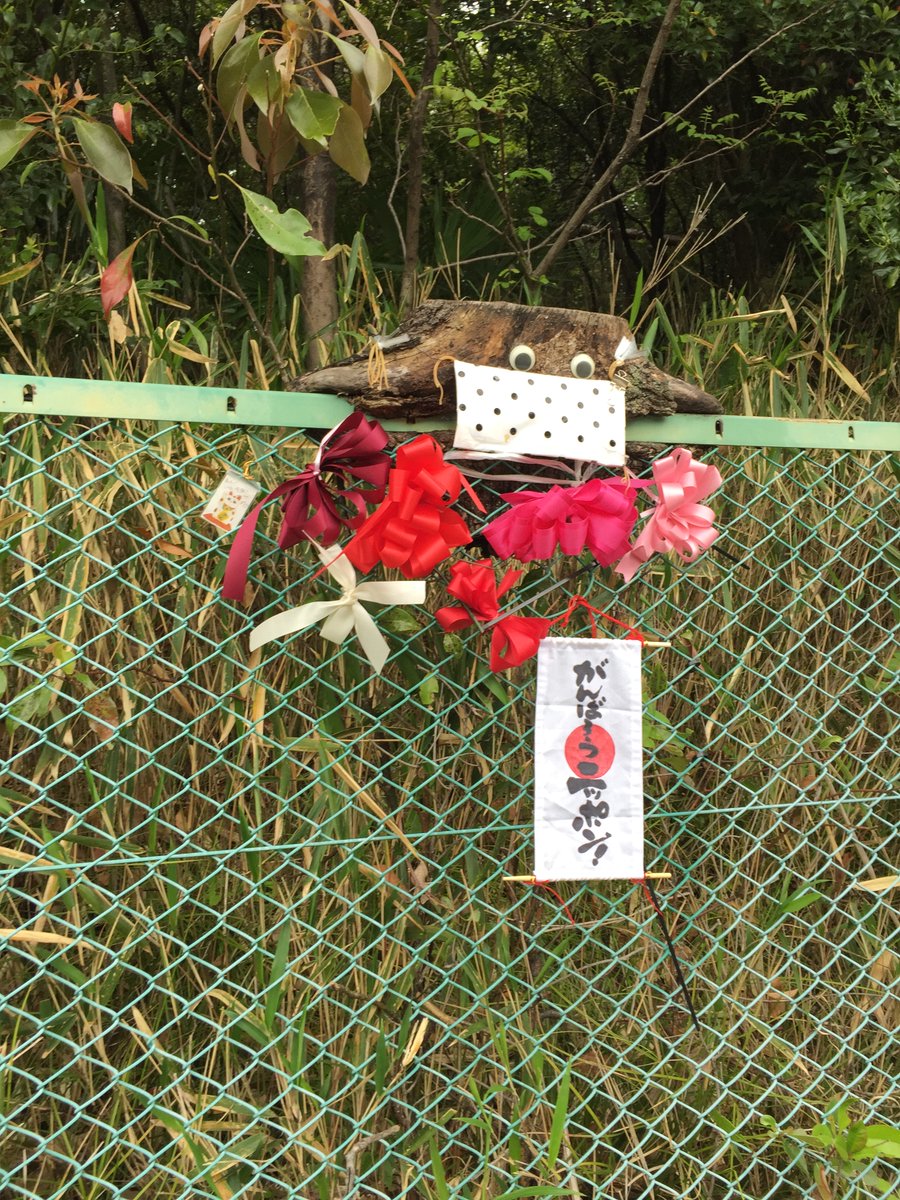 ExcellentSlow's tweet photo. 💛WayspotLovers❤️

「もっくん」を飾っていた方に届け！

#Wayfarer #PokémonGO

WayspotLovers❤️で投稿させていただきました。
かつて地元でポケモンGOのジムとして親しまれていた「もっくん」。

もっくんはフェンスの上にちょこんと乗った木の切り株に、目玉と口が付けられた愛嬌のある姿で、彫刻でも、有名な観光名所でもありませんが、通りかかるたびにほっこりする不思議な存在でした。

もっくんは、もともとは樹木の枝がフェンスを巻き込んだ「包摂」という状態の切り株でした。役に立たないまま存在し続けるこうした姿は、路上観察学で「もの喰う木」や「トマソン」と呼ばれるジャンルにあたります。

見過ごしてしまう街の小さな存在に、誰かが面白さを見つけ、手を加え、周りの人が楽しむ。もっくんには、地域を見守るお地蔵さんに通じるものがありました。

もっくんは季節で姿が変わり、正月飾りだったり、コロナでマスクをしたりと、その様子はポケストップの写真ライブラリにも上がっていました。
勝手な想像ですが誰かが季節ごとに飾り付け、写真を投稿してくれていたのではないかと思っています。

もっくんは数年前に撤去され、Wayspotも消えてしまいました。いまでも、近くを通ると「ああ、ここに、モックンがいたなあ」と思い出します。場所は豊中の千里中央から箕面へ通じる新御堂筋の歩道の脇にありました。

もし、もっくんのお世話をしていた方がいらっしゃったら、ひとことお礼を言いたいと思っています。

「いつも楽しませてくれて、ありがとうございました。あなたの飾っていたもっくんを見るたびに、ほっこりしていた人間が、ここにいますよ～！」

https://t.co/EeJwDW2OfY