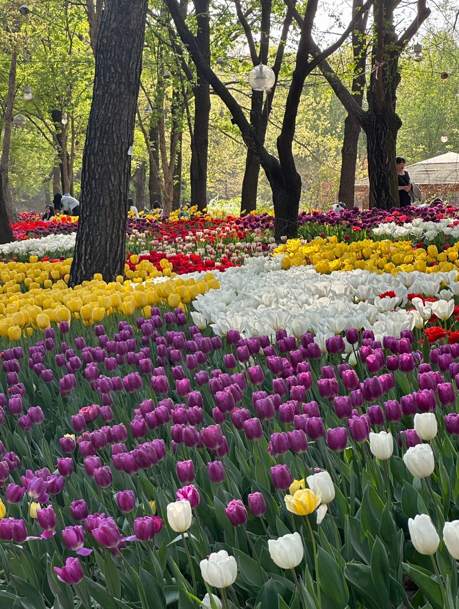 ispraews's tweet photo. Seoul ที่เที่ยว (ถ้าเบื่อแลนด์มาร์คแล้ว)
- อึนพยอง ฮันอก 
- yongsan park
- seoul forest 
- ทะเลสาปซอกชน ช่วงดอกพ็อตกตขึ้น
- ปิคนิคแม่น้ำฮัน

*ย่านช็อปปิ้งแบรนด์เกา ซองซู/ฮันนัม/เมียงดง /ฮงแด https://t.co/hpTEnernv1