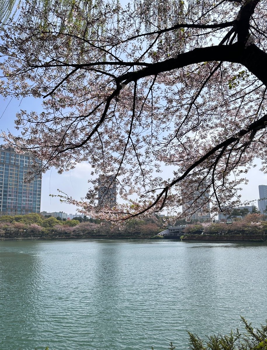 ispraews's tweet photo. Seoul ที่เที่ยว (ถ้าเบื่อแลนด์มาร์คแล้ว)
- อึนพยอง ฮันอก 
- yongsan park
- seoul forest 
- ทะเลสาปซอกชน ช่วงดอกพ็อตกตขึ้น
- ปิคนิคแม่น้ำฮัน

*ย่านช็อปปิ้งแบรนด์เกา ซองซู/ฮันนัม/เมียงดง /ฮงแด https://t.co/hpTEnernv1