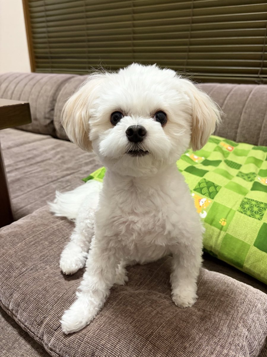 nito_wan's tweet photo. 4年間かわいいを生業にしてきた犬 https://t.co/bm5DZsuY2r