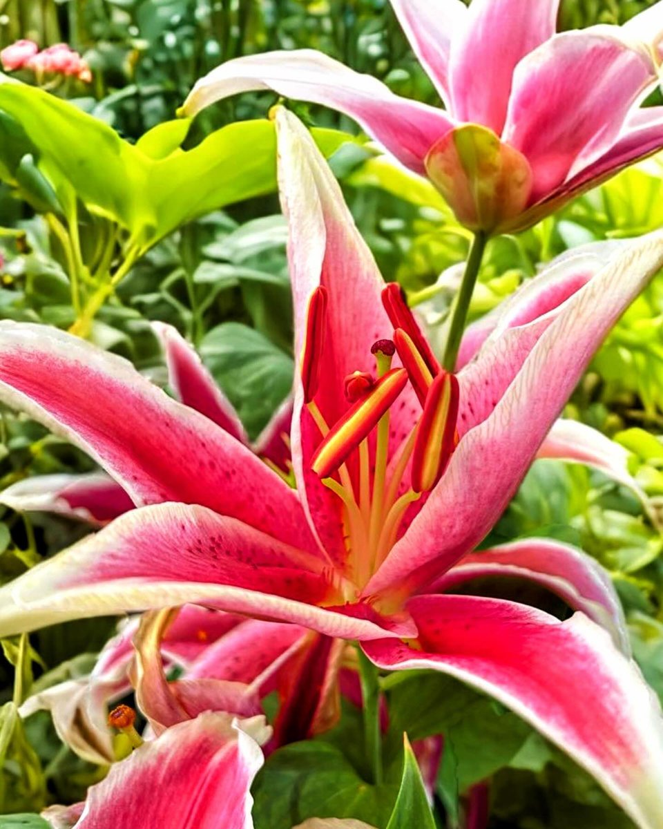 OlivesXClarkXJr's tweet photo. Amid lush greenery, the lily’s vibrant hues bloom as a burst of life on nature’s canvas. https://t.co/XAipnXXYWn