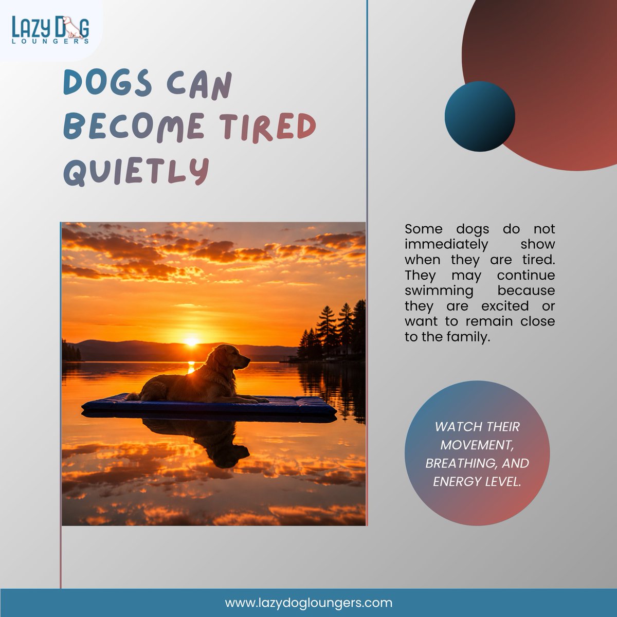 lazydogloungers's tweet photo. Swimming, splashing, floating… eventually even the biggest water lover needs a Lazy Dog Lounger® timeout. 😴🌊
👉 Give your pup a place to rest between adventures:
https://t.co/AClgkaSKJA
#LazyDogLoungers #DogFloat #PoolDogs #SummerDogs #WaterDogs #DogLife #DogLovers #PoolDay https://t.co/dEzNocGvZD