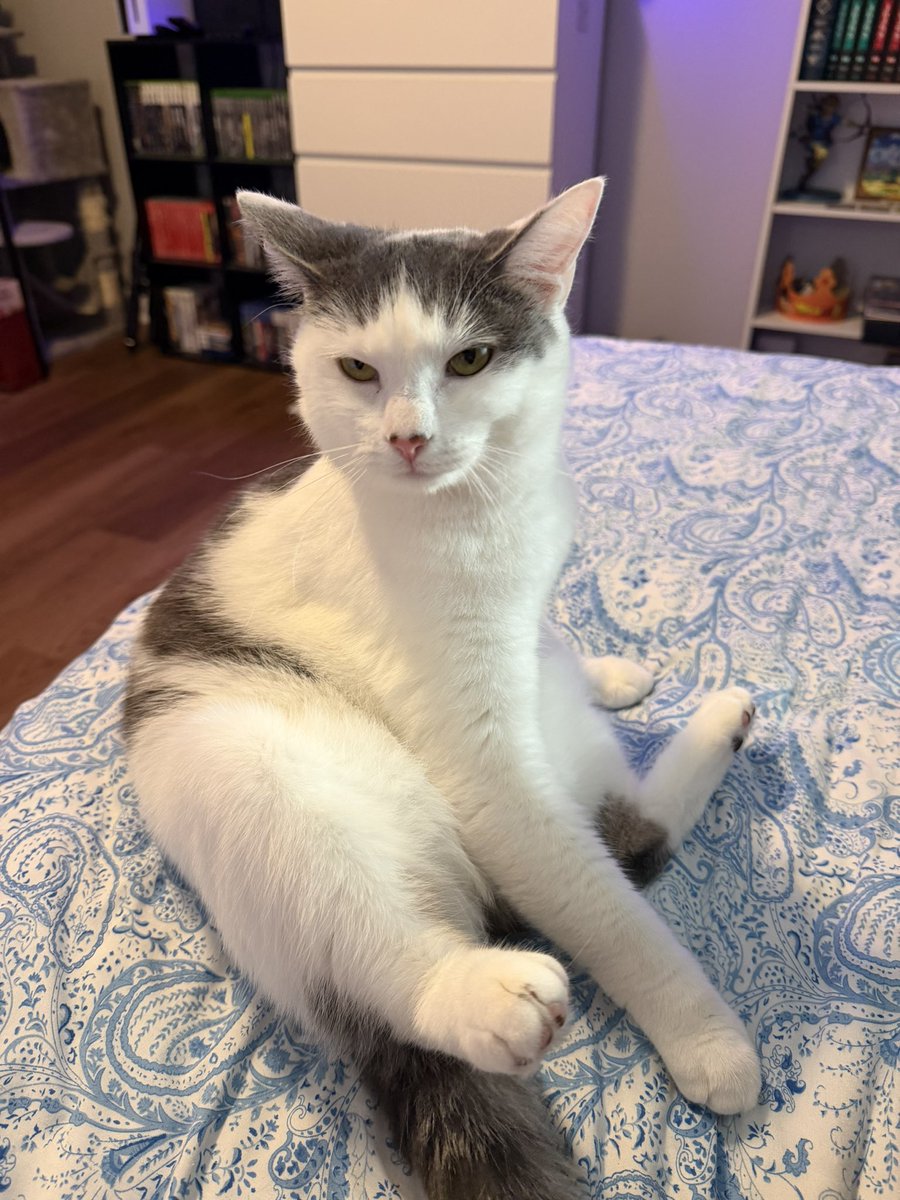 God0fBread's tweet photo. Thanks for 1k followers on here. Idk where a lot of you all came from, but hello. Have a picture of one of my chud cats, patches. Love you all ❤️ https://t.co/Rxcez4OAGq