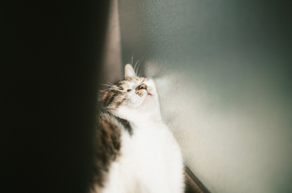 Yuki910828's tweet photo. 珈琲と猫 暮らしの写真 https://t.co/Z7TXfjr9Sl