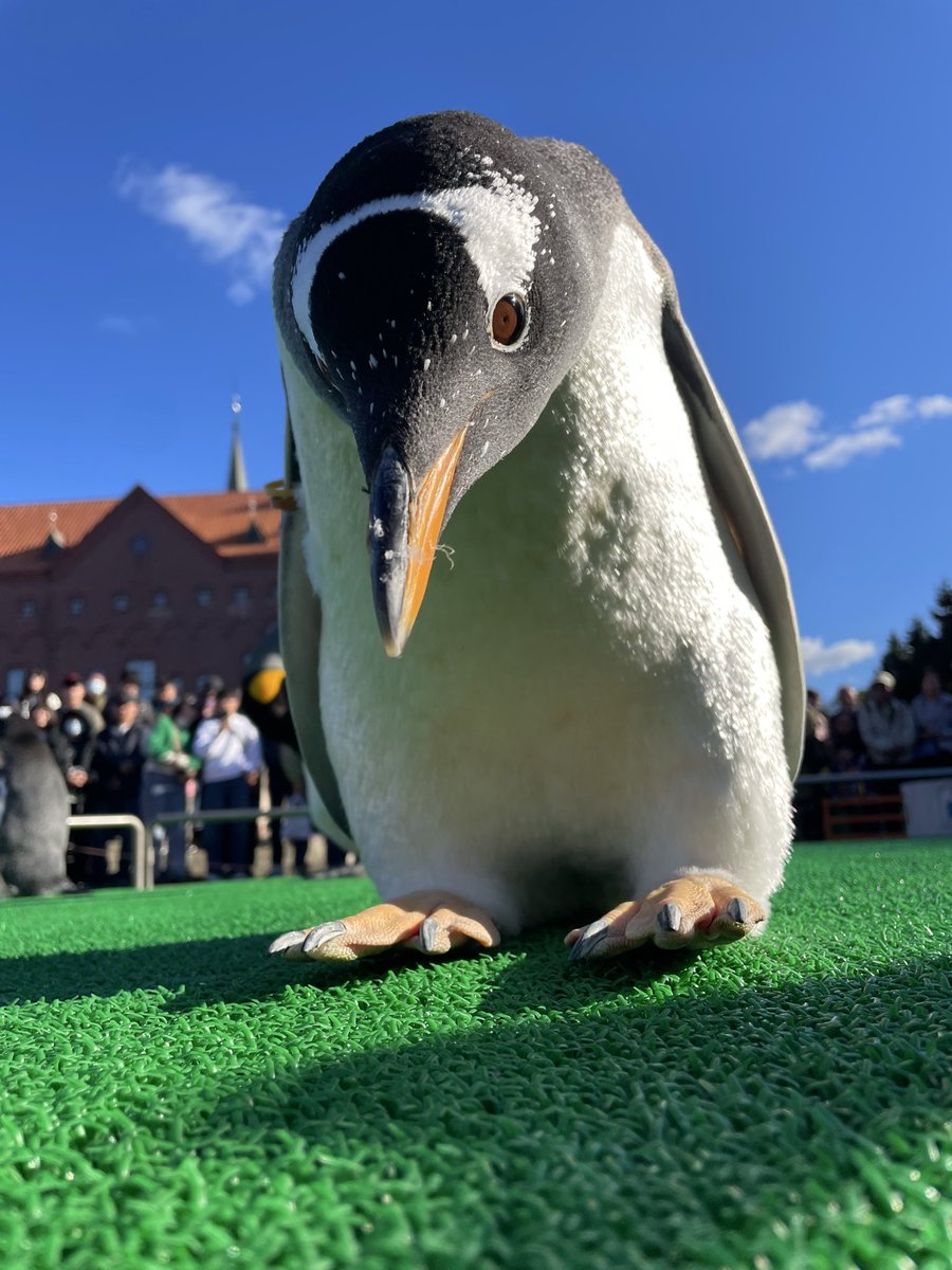 marinepark_nixe's tweet photo. カメラを見つけたジェンツーペンギン(茶黄)🐧

 #登別マリンパークニクス https://t.co/WPtRNORIxI