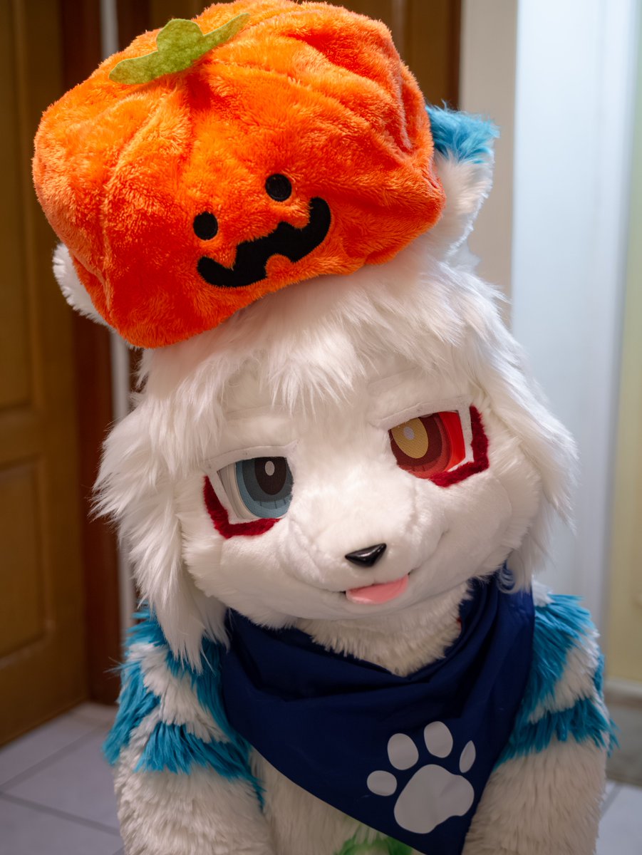 Wjes9403871's tweet photo. 「不給糖就搗蛋！但...拿了糖我一樣要搗蛋！」

#FursuitFriday
📷:@r1o827 https://t.co/0FnEIO1C1k
