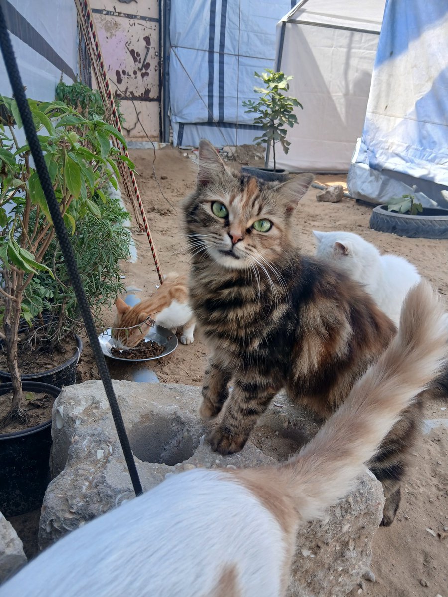Lawyer_Animal1's tweet photo. Dear friends: I wish you all a "Blessed Friday" — from me in Gaza, and from Zaytouna, my cat with the beautiful eyes. https://t.co/J5AxtyhLWf