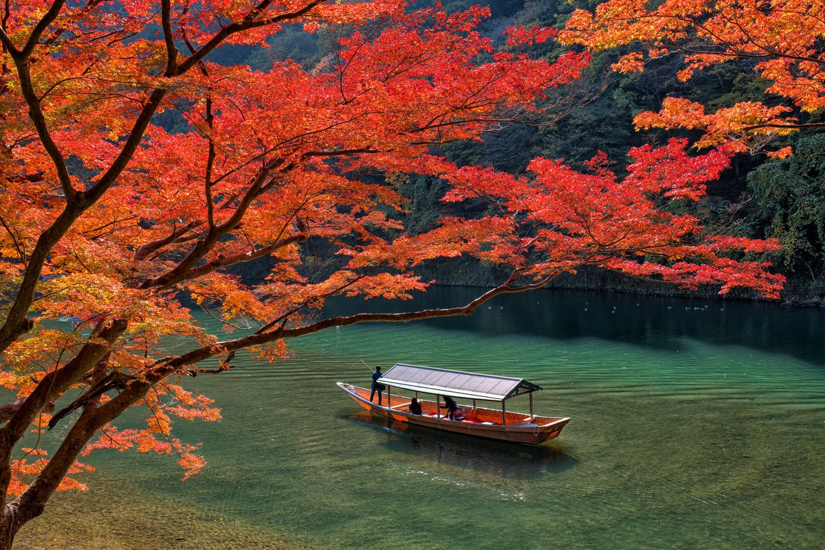 JapanTravel's tweet photo. There’s just something about Arashiyama in autumn 🍁 The best time to visit is expected to be in late November to early December this year! https://t.co/aw1Uv6wUzC