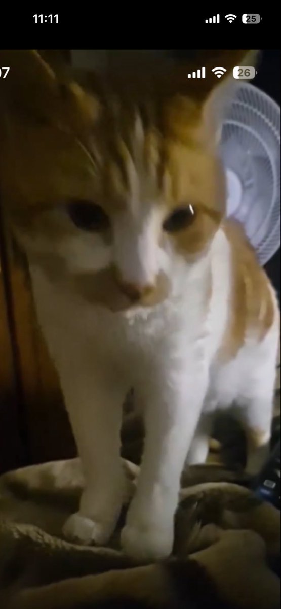 90zeeeeeeee's tweet photo. @flirtingwdeaths @nlaaiu @whshsvwhzbzdb Chouf son chat hideux bien gratuit bien sans race a cette sombre pute avc 10kg en trop https://t.co/gdjTCPZRQj
