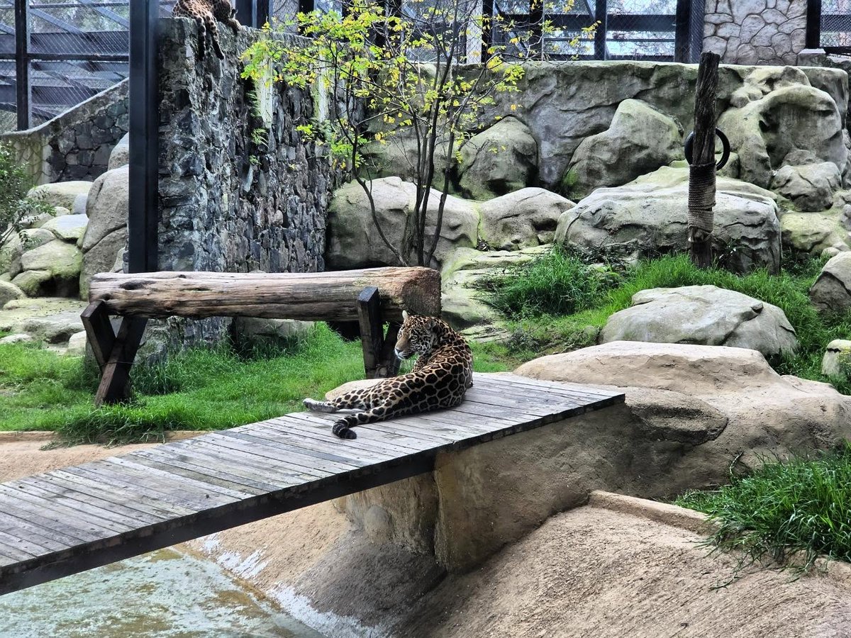 VioleqbEllisGuW's tweet photo. 🐆✨ https://t.co/PiapruGVnd