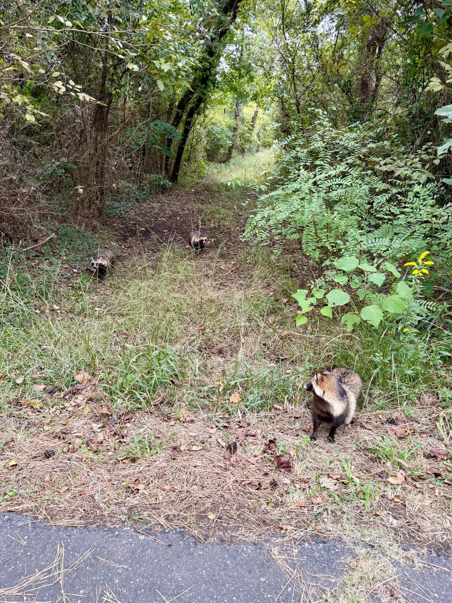 kourld's tweet photo. 千葉県の某所にて野生のたぬきと遭遇
人懐っこくてかわいい✨
撮影してたら1匹1匹と増えてたw https://t.co/HKrOk2YEKY