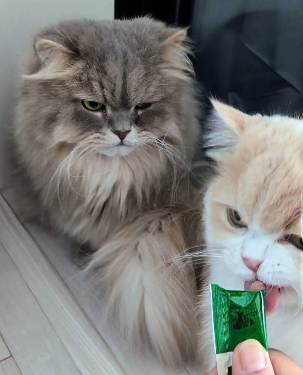 nekorusu's tweet photo. おやつは外せない😸 https://t.co/QosRLtIq9v