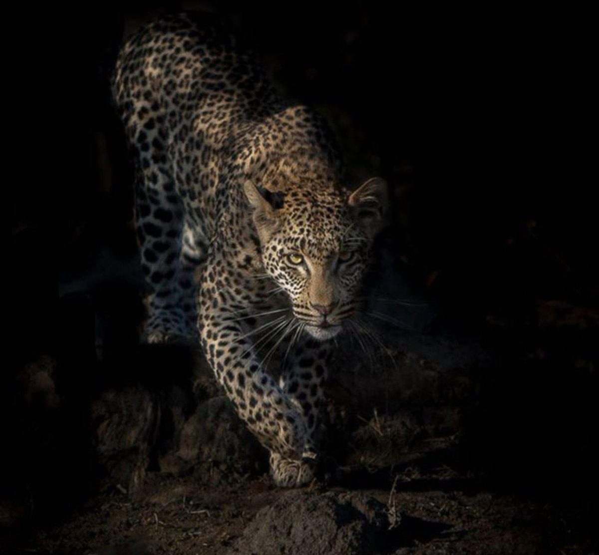 leokyzen's tweet photo. "Gentle hunter, his tail plays on the ground while he crushes the skull. Beautiful death, who puts on a spotted robe when he goes to his hunt. Playful killer,whose loving embrace splits the antelope's heart." https://t.co/Grnf2iC3uz