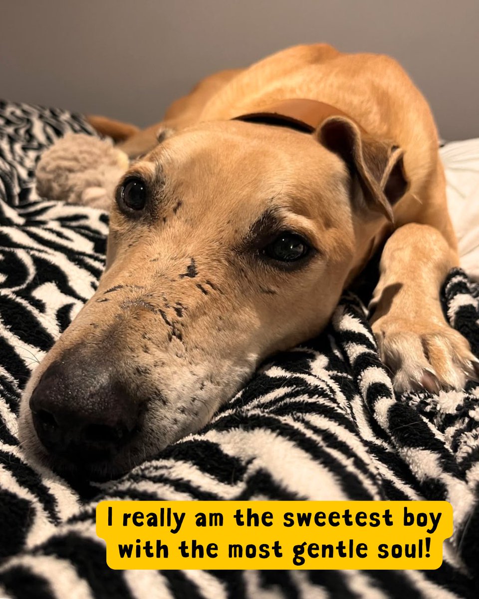 DT_WestLondon's tweet photo. Meet Kosta 💛

A 6-year-old Lurcher dreaming of finding his forever home. Kosta loves the little things in life, like sunbathing, going for walks, snuggling up on the sofa and spending quality time with people he loves. https://t.co/86d0H3vh1M