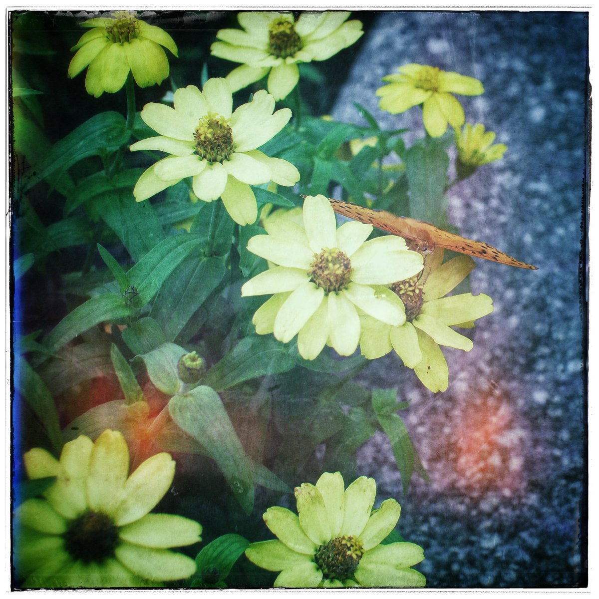 kikutaroid's tweet photo. 記録
#街歩き
#scene
#花 #flower
#植物 #plants
#蝶 #butterfly
#路傍 #roadside
#nikon #nikond200 #d200 #f_mount
#sigma #sigma3014 #30mmf1point4exdchsm #ex #dc #hsm #singlefocuslens #aflens
#trimmed #lightlyretouched #filtereffects
#snapseedapp https://t.co/65WTIaqtRH