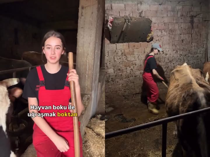 ogretmenlersyfs's tweet photo. Çiftçilikle uğraşan genç kız: ''Hayvan b*kuyla uğraşmak, boktan insanlarla uğraşmaktan iyidir.''