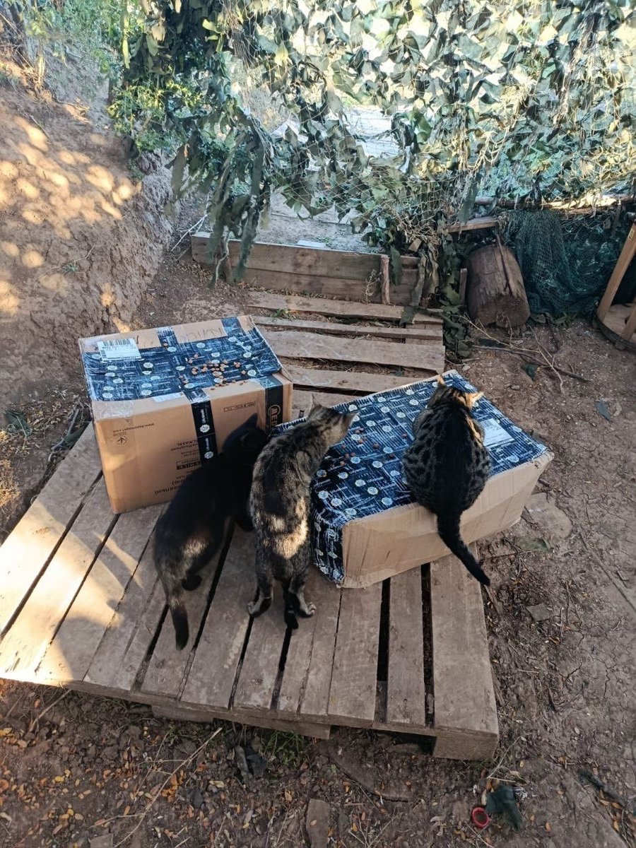 UAnimalsENG's tweet photo. 📌 Day 1,702 of the full-scale war

Yesterday, a further 300 kilograms of dog food and 100 kilograms of cat food were delivered to the “Love and tenderness“ animal shelter in the Odesa region. On 29 September, Russian shelling claimed the lives of 7 dogs and 15 cats, whilst a fire destroyed all their food and medicine supplies.

We also delivered 101 kilograms of pet food to military personnel in the Donetsk, Mykolaiv and Kharkiv regions, who are looking after 14 cats, 7 dogs, 10 kittens and a puppy.

Animals were neutered and microchipped at three shelters:
▫️ at “Pegasus” in the Dnipropetrovsk region — 93 dogs and 116 cats;
▫️ at “Dreams in the Palms” in the Dnipropetrovsk region — 24 dogs and 6 cats;
▫️ at “Novyi Svit in the Mykolaiv region — 34 dogs, 37 cats and 4 nutrias.

UAnimals volunteer Vladyslava Shylo distributed 340 kilograms of pet food and 215 veterinary supplies in the Kharkiv region. We are truly in awe of the courage and big hearts of these people.

We also provided advice on what to do if a pet goes missing.

Thank you to each and every one of you who supports us and helps us carry out our work. Together, we are a force that saves lives ❤️‍🩹