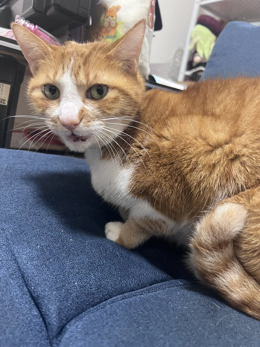 hey_Sass's tweet photo. お薬ぱくぱく猫ちゃん https://t.co/g1vdCqdrkd