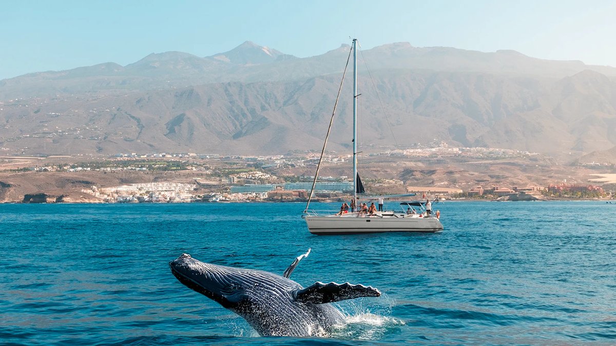 AMTSolyPlaya's tweet photo. Los municipios de la #AMTSolYPlaya desarrollan actividades y experiencias enfocadas al turismo azul, aprovechando un recurso común: el mar.

Y tú, ¿has tenido experiencias relacionadas con el turismo azul? ¡Cuéntanos! https://t.co/b8Veq7Xg3D