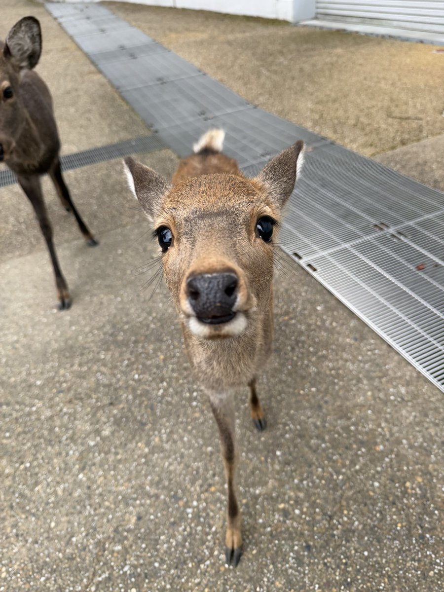 narashika_lover's tweet photo. 奈良の子鹿たちの
悲しいニュースがありました

許せないです

被害を受けた子鹿たちの
ご冥福を心よりお祈りします

早く犯人が捕まりますように。 https://t.co/IYf10YjQVV