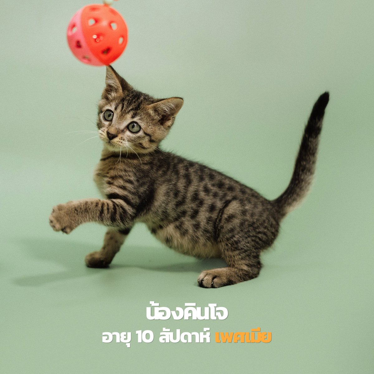soidogadoptions's tweet photo. น้องแมวหาบ้านวันนี้🧡

📷คินโจ เพศเมีย อายุ 10 สัปดาห์
📷โคคอนโว เพศเมีย อายุ 6 เดือน
📷เรอิโกะ เพศเมีย อายุ 21 สัปดาห์
📷ตรีมูรติ เพศเมีย อายุ 21 สัปดาห์

✅ทำหมัน 
✅ฉีดวัคซีน 
✅ฝังไมโครชิพ 
ตรวจสุขภาพก่อนกลับบ้าน พร้อมบริการจัดส่งฟรี! 

สนใจรับเลี้ยงแอดไลน์ @adoptionth 
หรือโทร 061-2642296

#availableforlocal #แมวหาบ้าน #หาบ้านให้แมว #แมวจรหาบ้าน #ลูกแมว #ทุกการแชร์มีความหมาย #แชร์ไปจนกว่าน้องจะได้บ้าน #adoption