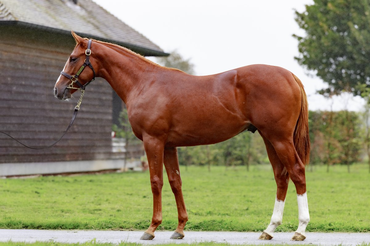TracksideJay's tweet photo. Three new yearlings on offer with @AllForOneRac2, to be trained by @DavidMenuisier.

They parade at Coombelands on November 1st from 11am. Great time to get involved👌

Email: syndicate@dmhorseracing.com https://t.co/DTZzCS8XPQ
