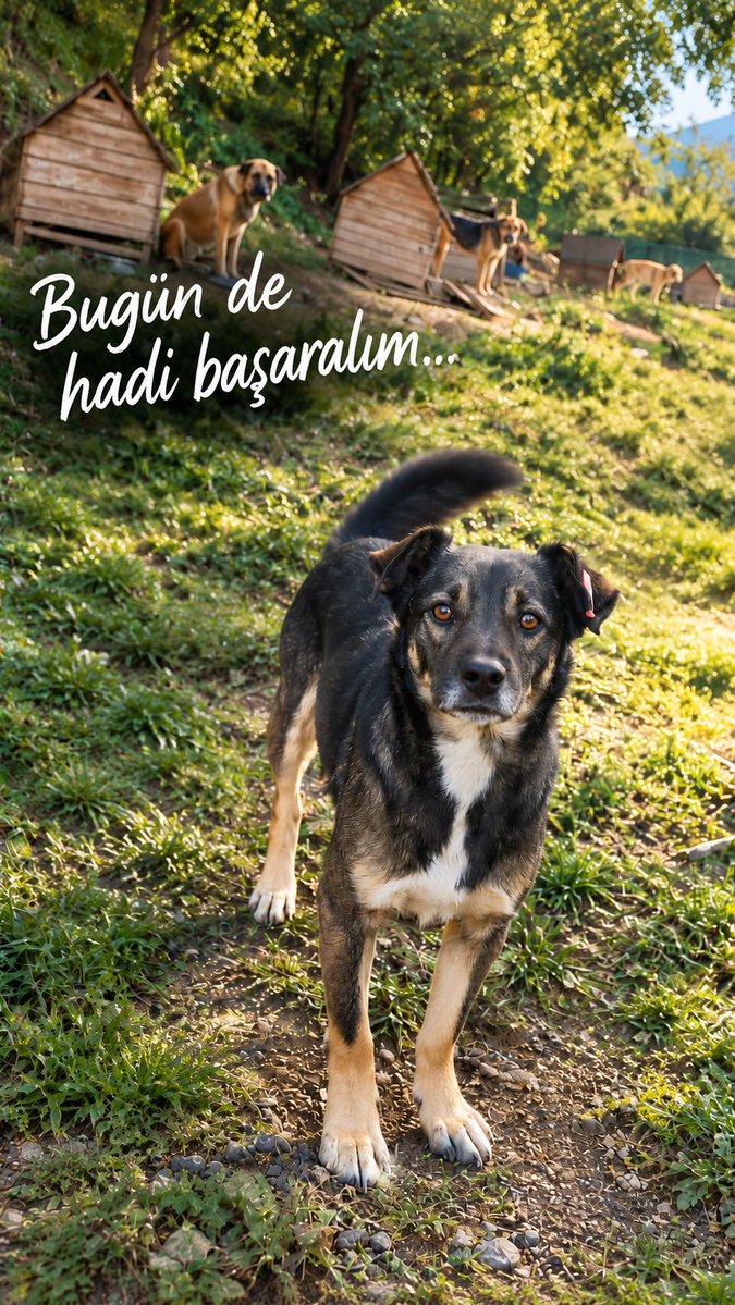 HaydikoA's tweet photo. 🚨 **BUGÜNÜ DE BİRLİKTE BAŞARABİLİR MİYİZ?**

**Bugünkü hedefimiz: 50.000 TL**

İki gündür elimizden tuttunuz. Sesimizi duydunuz, destek oldunuz, mama almamızı sağladınız. Sayenizde çocuklarımızı aç bırakmadık. Hepinize yürekten teşekkür ediyoruz.

Ama bugün yine çok zor bir gündeyiz.

**MAMAMIZ YOK. EKİBİMİZİN ÖDEMELERİNİ YAPAMADIK.**

İki ayrı yaşam alanında yüzlerce canın sorumluluğunu taşıyoruz. Onların her gün karınlarını doyurmak, bakımlarını sürdürmek, hastalarıyla ilgilenmek zorundayız.

Bir de bu çocukların başında gece gündüz emek veren insanlarımız var. Onların da evleri, aileleri, ihtiyaçları var. Günlerdir özveriyle çalışan ekibimizin hak ettiği ücretleri ödeyememek bizi en az mama bulamamak kadar üzüyor.

Biz bu insanlardan daha fazla fedakârlık isteyemeyiz. Ama bu canları da aç bırakamayız.

**Bugün mama alabilmek ve personel ödemelerimizi yapabilmek için 50.000 TL toplamamız gerekiyor.**

50 TL, 100 TL, 250 TL… Kim ne kadar verebiliyorsa.

İki gündür birlikte başardık. Bugün de başarabiliriz.

**Lütfen bugün de elimizden tutun.**

Birlikte kurtardık, birlikte yaşatalım. ❤️

Hayvanları Doğayı İnsanları Koruma ve Yaşatma Derneği

TR80 0006 4000 0019 1000 6840 30